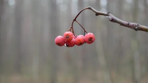 Viburnum in the forest Video stock 144010888