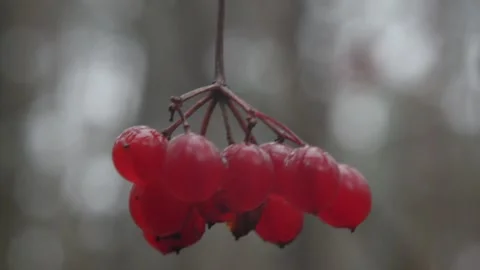 Viburnum in the forest Stock-Footage 144010974