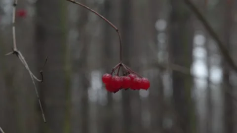 Viburnum in the forest Stock-Footage 144011162
