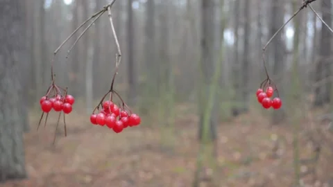 Viburnum in the forest Stock-Footage 144011476