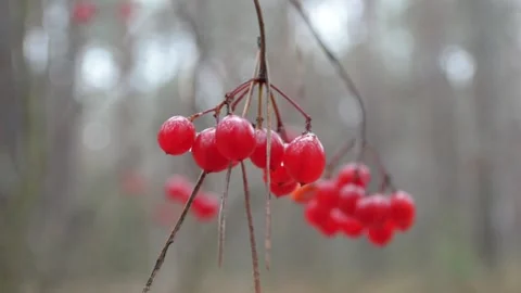 Viburnum in the forest Stock-Footage 144011504