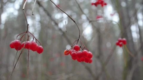 Viburnum in the forest Stock-Footage 144011715