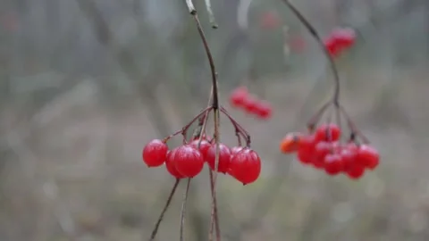 Viburnum in the forest Stock-Footage 144011801