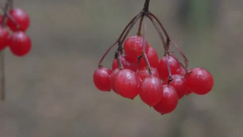 Viburnum in the forest Stock-Footage 144011838