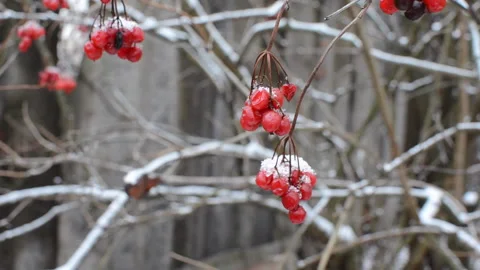 Viburnum fruit Stock Footage 291241340