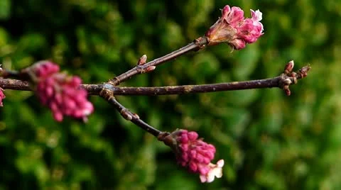 Viburnum grandiflorum Stock Footage