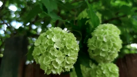 Viburnum opulus flowers Stock Footage 257960770
