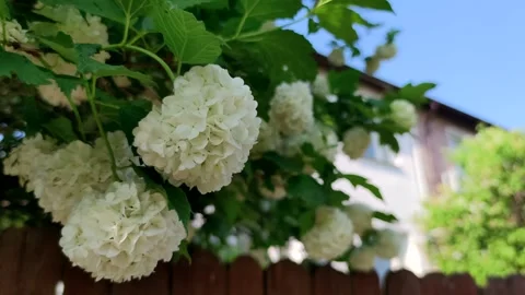 Viburnum opulus flowers Stock Footage 257961847