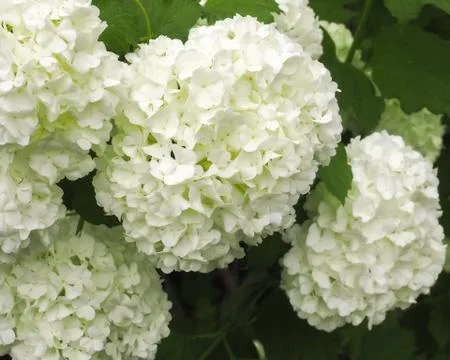 Viburnum opulus Stock Photos