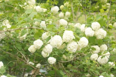 Viburnum Opulus Stock Photos