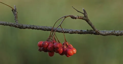 Viburnum Opulus in slow motion Video stock 319907231
