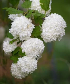 Viburnum opulus Sterile Stock Photos