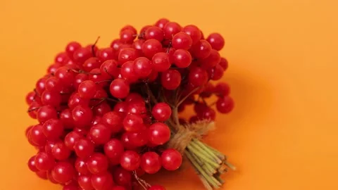 Viburnum on an orange background Stock Footage 164596449