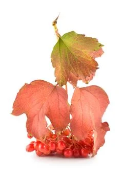 Viburnum Stock Photos