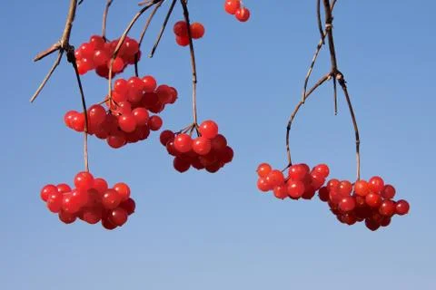 Viburnum Photos