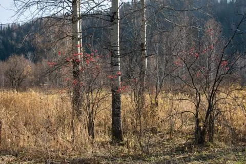 Viburnum Foto stock