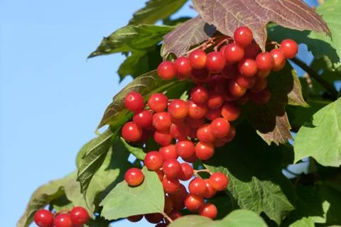Viburnum 스톡 사진