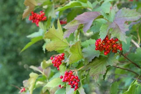 Viburnum Stock-Fotos