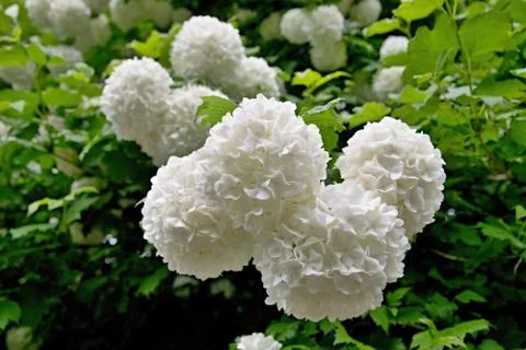Viburnum Stock-Fotos