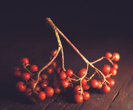 Viburnum Stock Photos