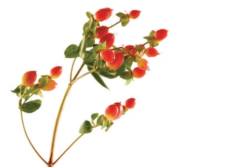 Viburnum Stock Photos
