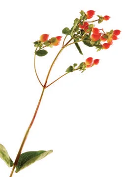 Viburnum Stock Photos