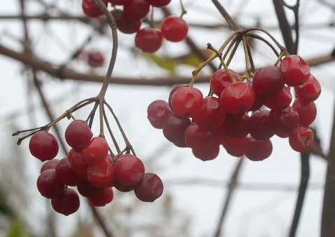 Viburnum Stock Photos