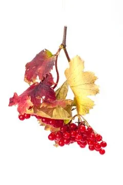 Viburnum Stock-Fotos