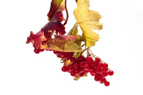 Viburnum Foto stock