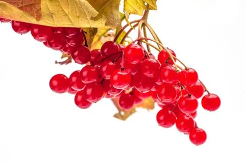 Viburnum Stock Photos