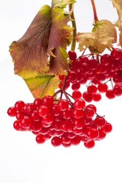 Viburnum Stock Photos