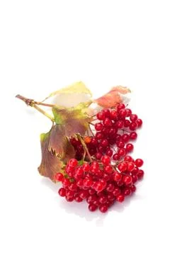 Viburnum Stock-Fotos