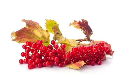 Viburnum Stock-Fotos