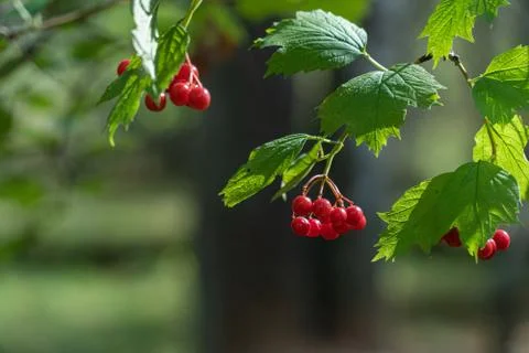 Viburnum Stock Photos