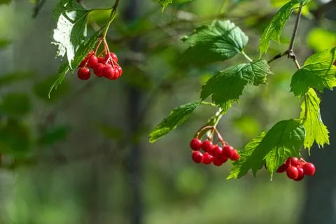 Viburnum Stock Photos