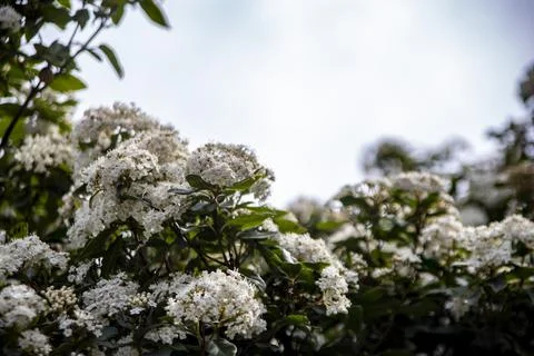 Viburnum Stock Photos