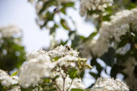 Viburnum Stock Photos