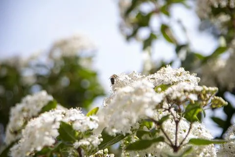 Viburnum Stock Photos