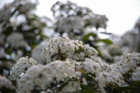 Viburnum Stock Photos