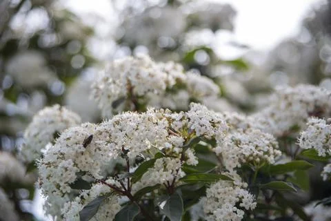 Viburnum Stock Photos
