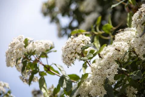 Viburnum Stock Photos