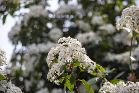 Viburnum Stock Photos