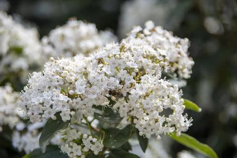 Viburnum Stock Photos