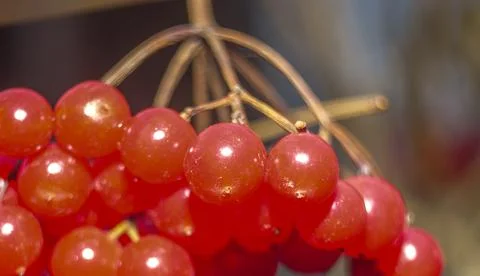 Viburnum Stock Photos
