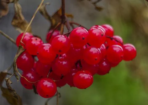 Viburnum Stock Photos