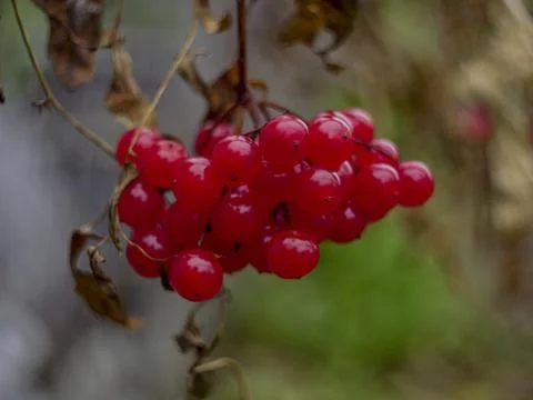 Viburnum Stock Photos
