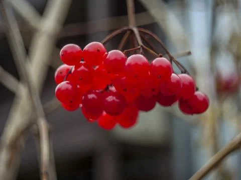 Viburnum Stock Photos