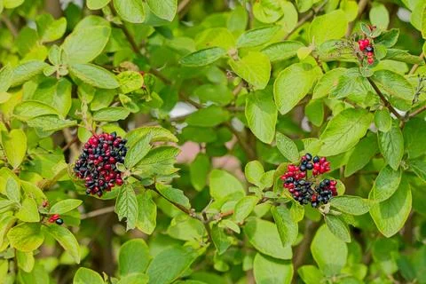 Viburnum. Stock Photos