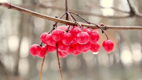 Viburnum red berries 스톡 동영상 146432527