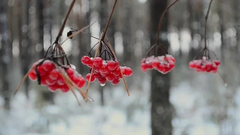 Viburnum red berries Stock-Footage 146432591